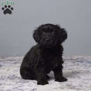 Ricky, Havapoo Puppy